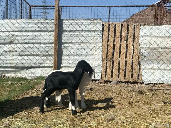 دواغير طليان حريات تربيه 14