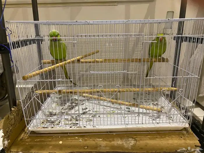 ببغاء دره هندي 0