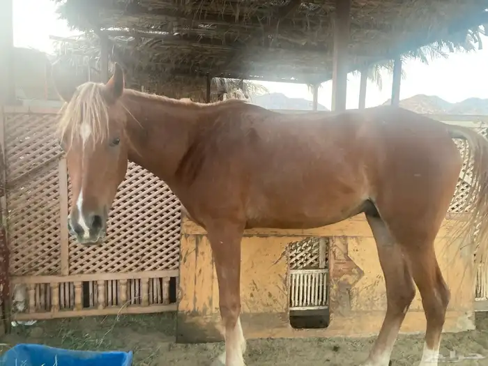 حصان مصري ماكس للبيع 0