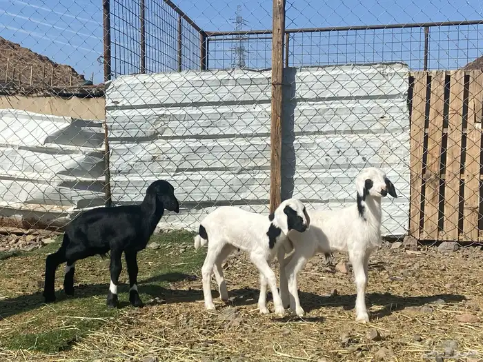 دواغير طليان حريات تربيه 11