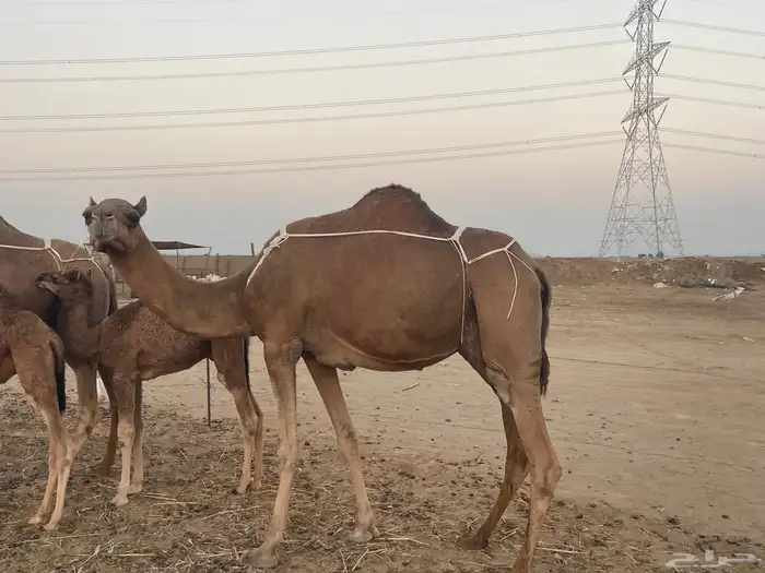 ثنتين خلفات ساحلية وعادية ابل طيبه تبارك الرحمن تم البيع 10