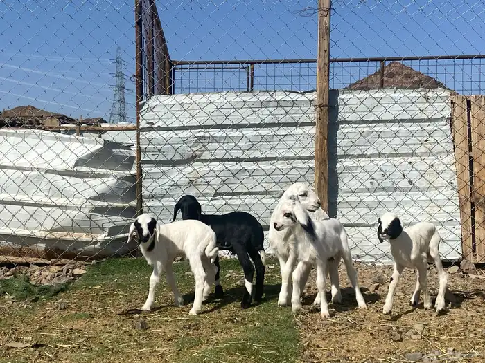 دواغير طليان حريات تربيه 10