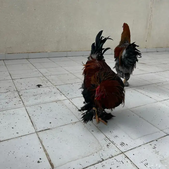 ديوك براهما 0