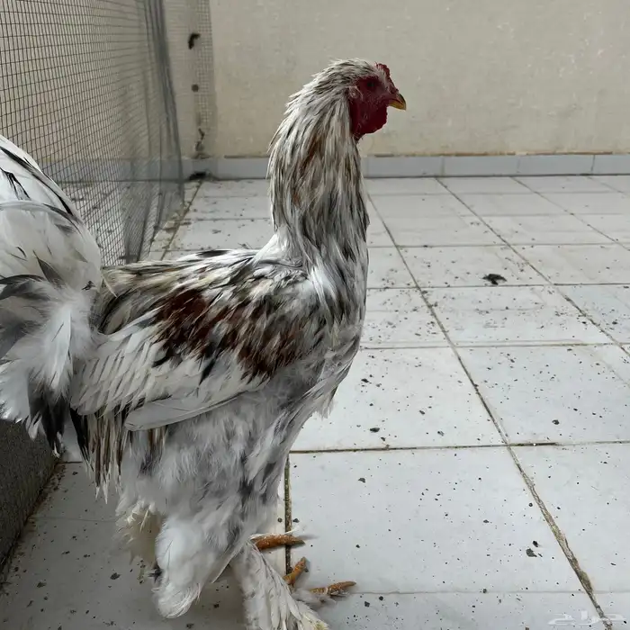 ديوك براهما 1