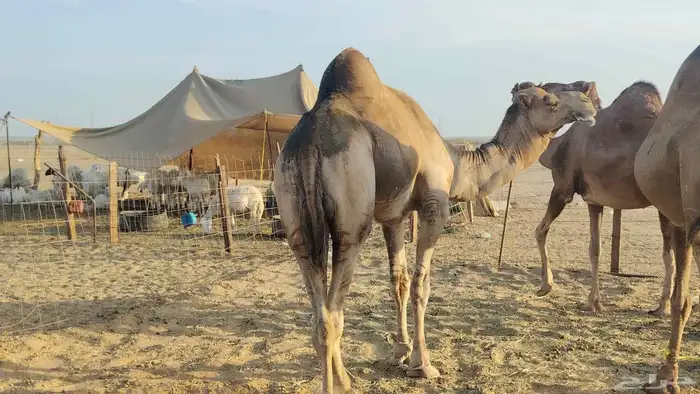 بعير فحل للبيع 3