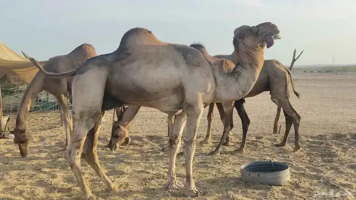 بعير فحل للبيع 0