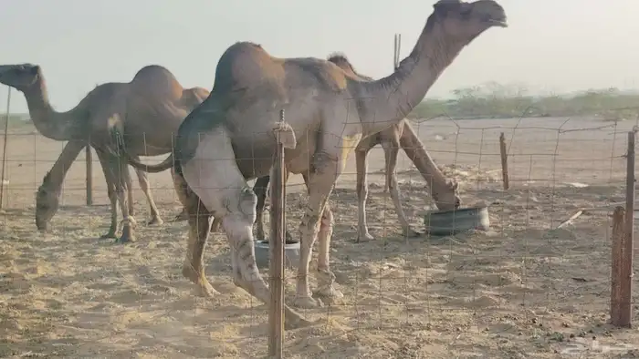 بعير فحل للبيع 4