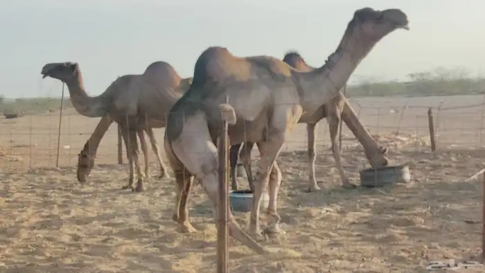 بعير فحل للبيع 5