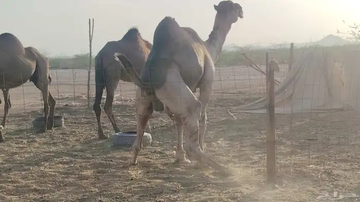 بعير فحل للبيع 6