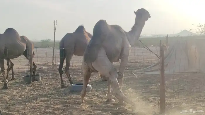 بعير فحل للبيع 7