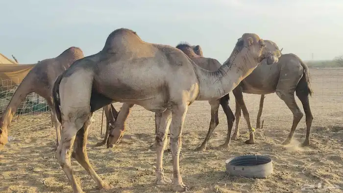 بعير فحل للبيع 1