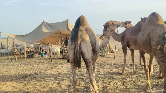 بعير فحل للبيع 8