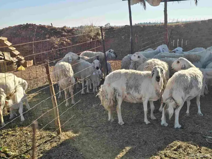 غنم حريات حرش 0