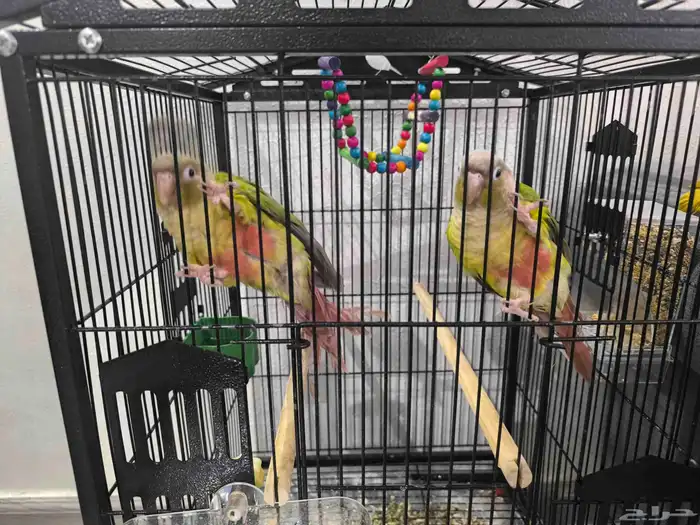 طيور ببغاء كنيور للبيع 3