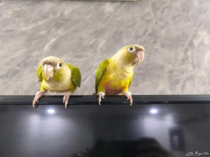 طيور ببغاء كنيور للبيع 1