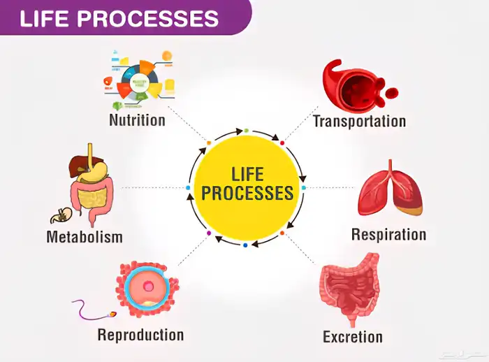 مساعده في كتابة بحوث تغذية - تمريض بدون إستخدام Ai 2