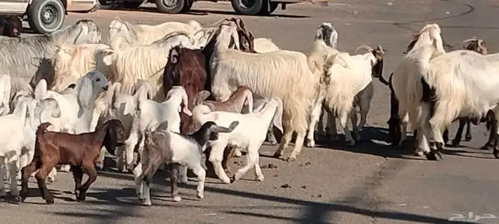 معزه مشاريك مصري شامي العدد 14 مع الفحل يتبعهن 24 9