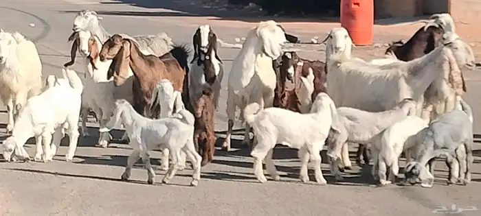 معزه مشاريك مصري شامي العدد 14 مع الفحل يتبعهن 24 5