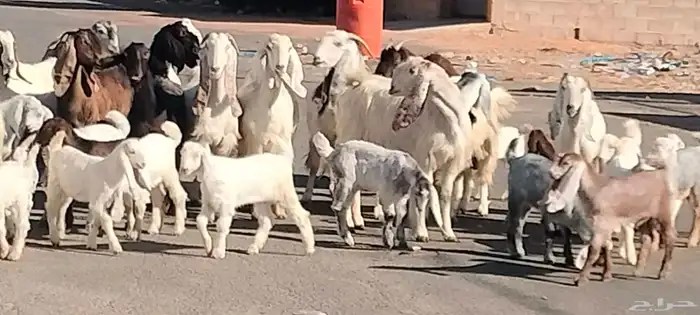 معزه مشاريك مصري شامي العدد 14 مع الفحل يتبعهن 24 2