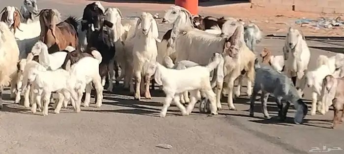 معزه مشاريك مصري شامي العدد 14 مع الفحل يتبعهن 24 0