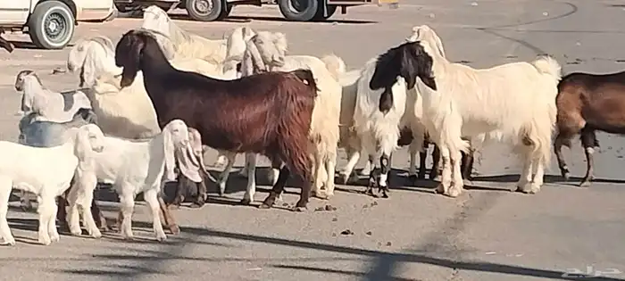 معزه مشاريك مصري شامي العدد 14 مع الفحل يتبعهن 24 7