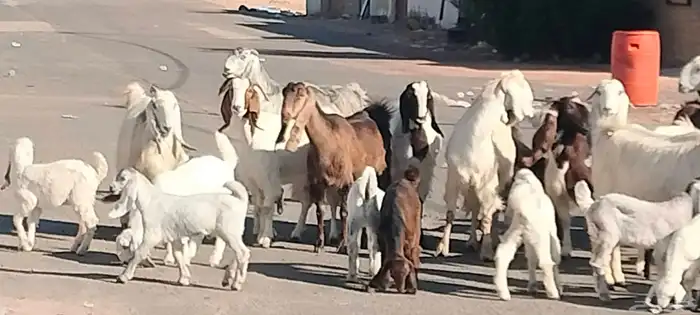 معزه مشاريك مصري شامي العدد 14 مع الفحل يتبعهن 24 4