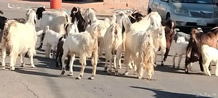 معزه مشاريك مصري شامي العدد 14 مع الفحل يتبعهن 24 6