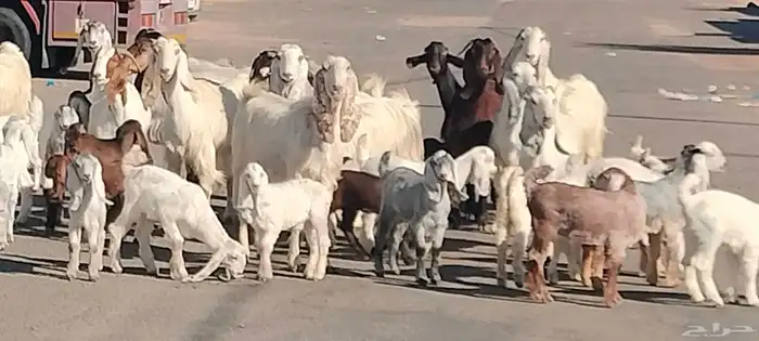 معزه مشاريك مصري شامي العدد 14 مع الفحل يتبعهن 24 3