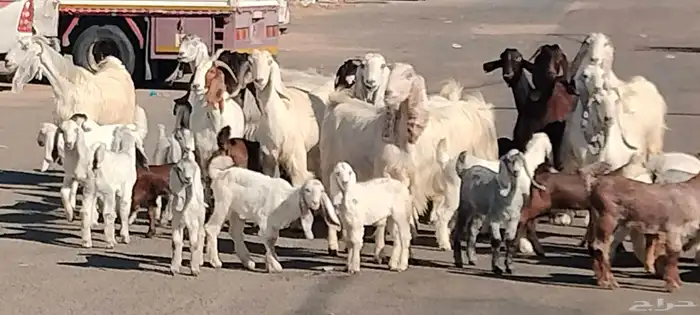 معزه مشاريك مصري شامي العدد 14 مع الفحل يتبعهن 24 1