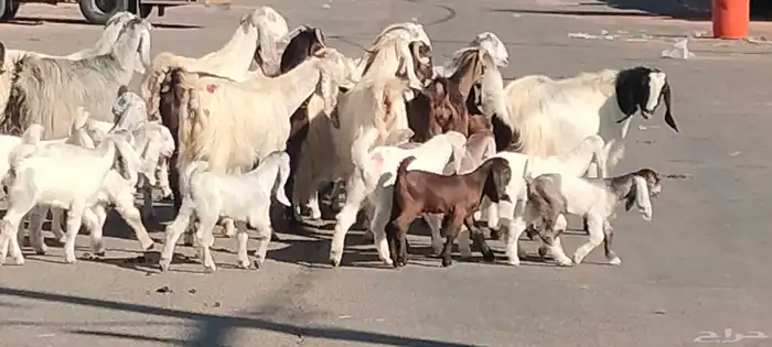 معزه مشاريك مصري شامي العدد 14 مع الفحل يتبعهن 24 8