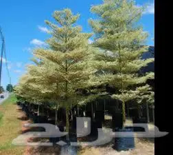 توريد أشجار كميات و أحجام كبيرة ونخيل واشنطني فاخر 0