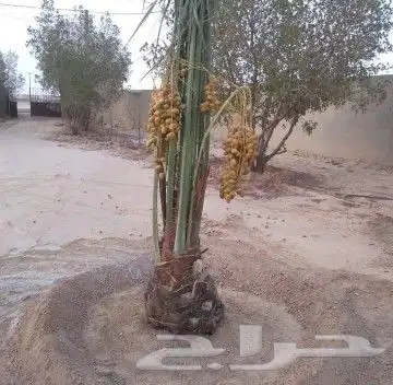 يتوفر لدينا فسايل نخيل طيب 5