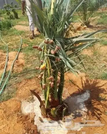يتوفر لدينا فسايل نخيل طيب 6