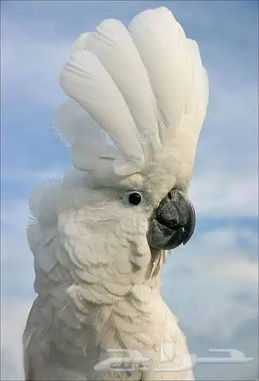 كوكاتو امبريلا 2