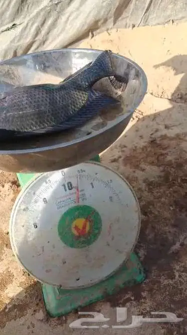 سمك بلطي للبيع 0