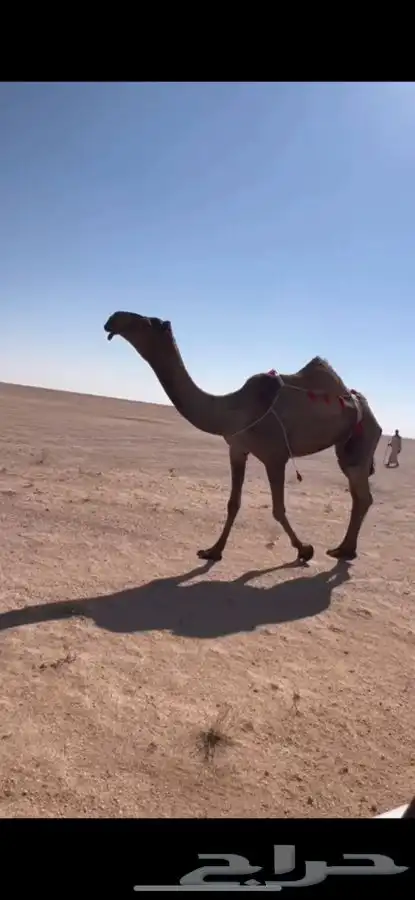 للبيع صفرا ثنيه دبيانيه كفووو 0