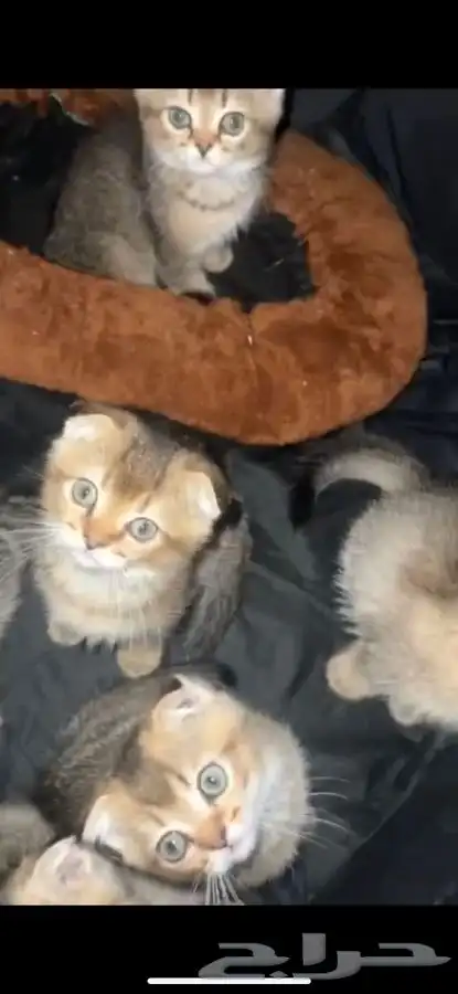 قطط سكوتش وستريت 1