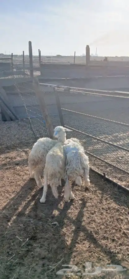 طلي ورخلتين 4