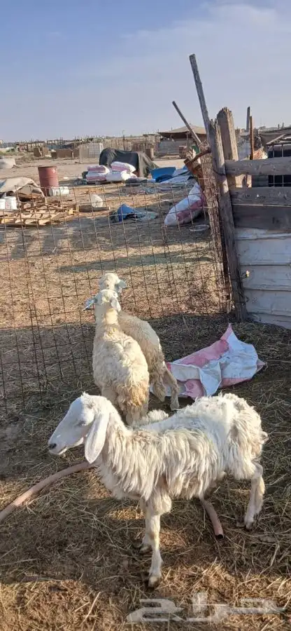 طلي ورخلتين 3