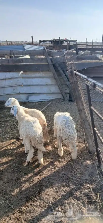 طلي ورخلتين 0