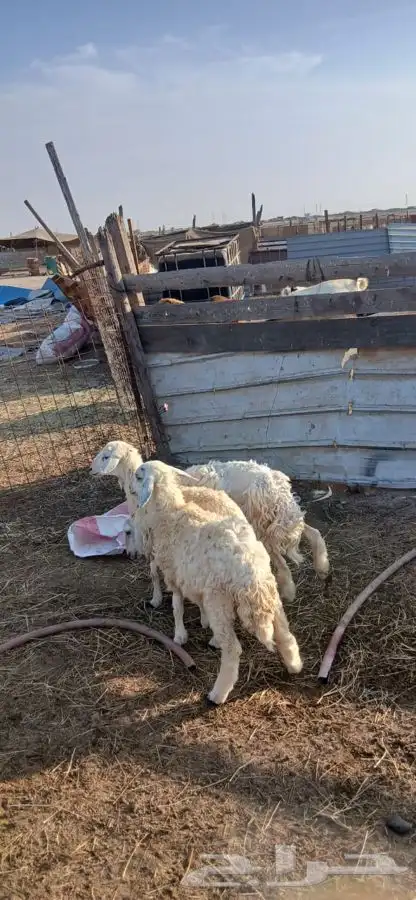 طلي ورخلتين 1