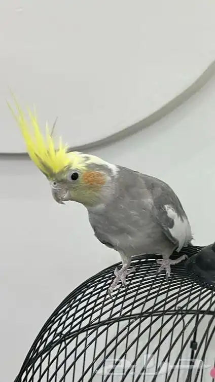 ببغاء كروان 2