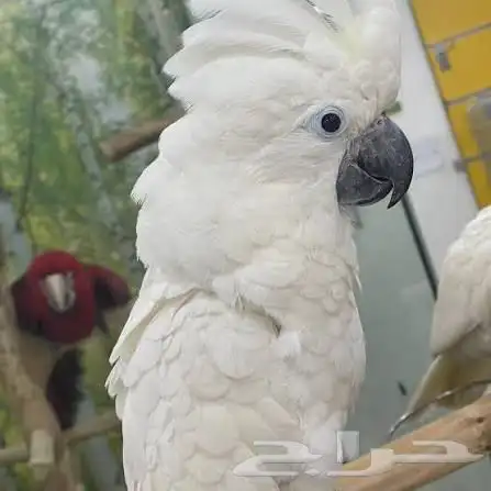 كوكاتو امبريلا 1