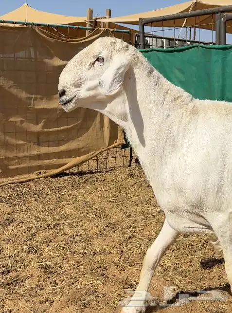 فحل حري مواصفات نادره 1