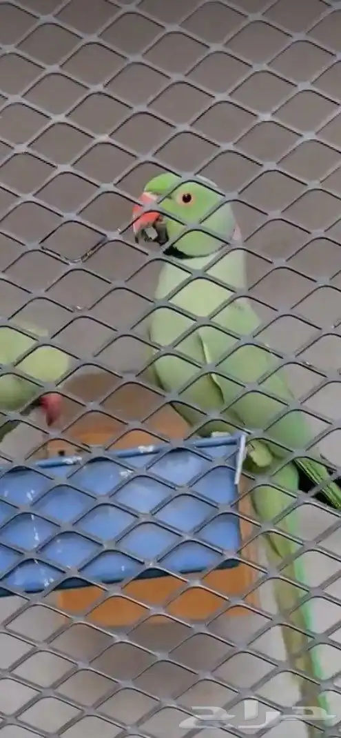 ذكر درة هندي مفقود 0