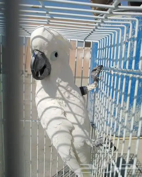 كوكاتو امبريلا 0