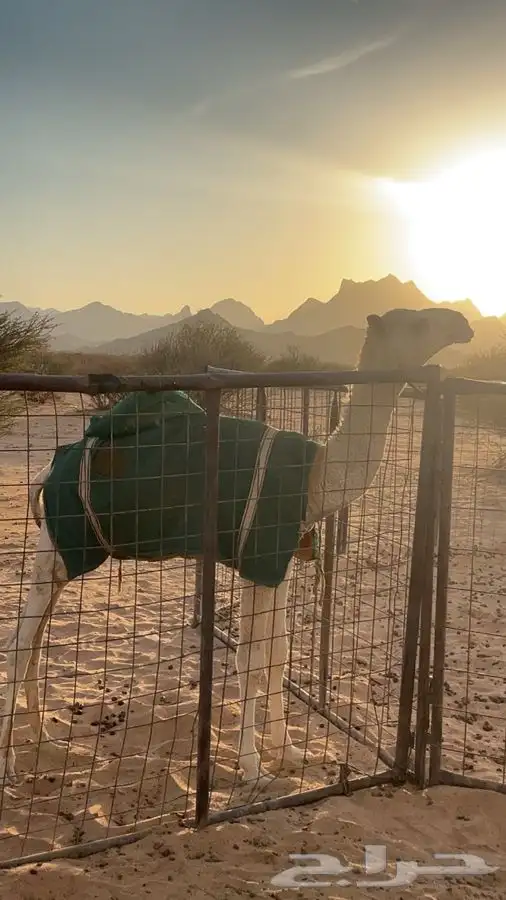 قعود للبيع 0