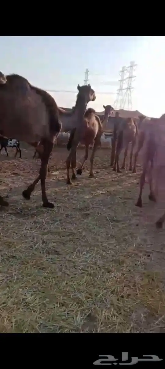 جمال صومالي 50 راس للتواصل 1