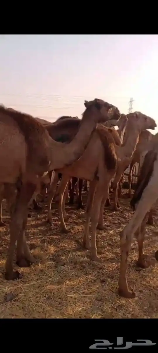 جمال صومالي 50 راس للتواصل 0