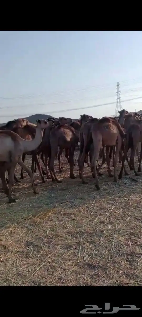 جمال صومالي 50 راس للتواصل 4